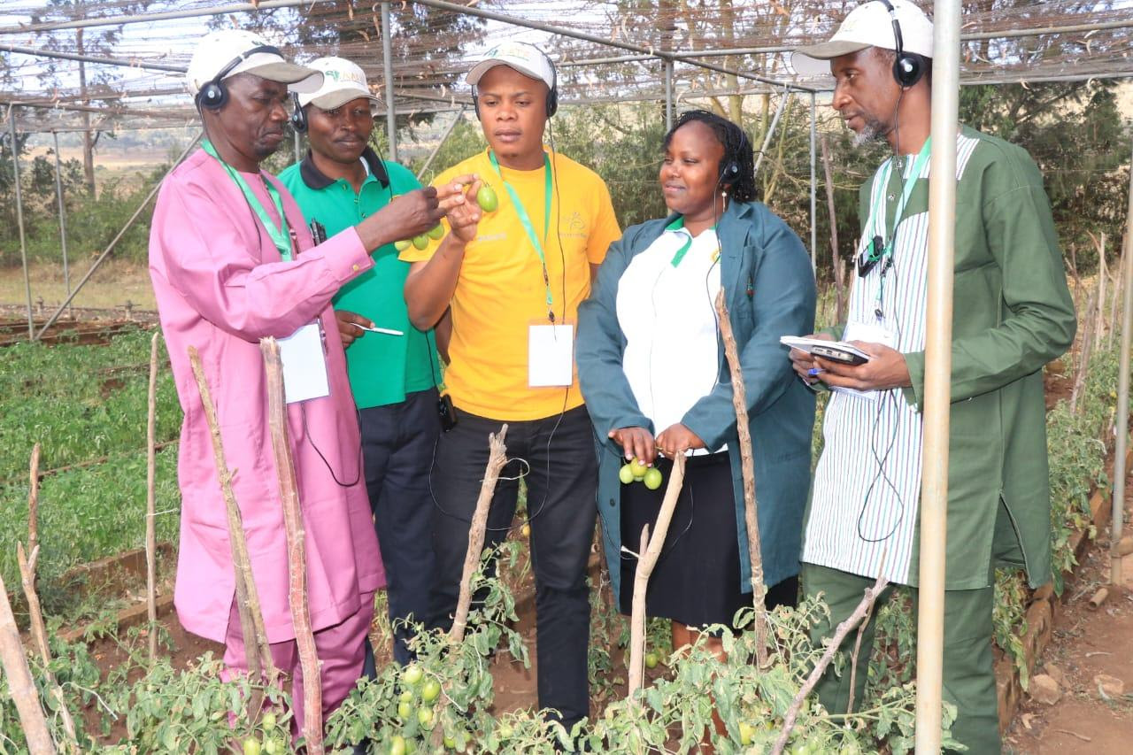 SustainLife consultants advising farmers in a tomato greenhouse in Tanzania